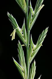 Attēlu rezultāti vaicājumam “Lolium perenne”