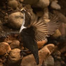 Attēlu rezultāti vaicājumam “Cinclus cinclus adult”