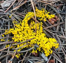 Attēlu rezultāti vaicājumam “myxomicetes”