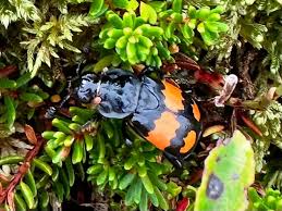 Attēlu rezultāti vaicājumam “Nicrophorus vespilloides”