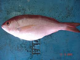 Image result for Rhomboplites aurorubens