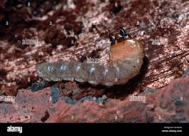 Attēlu rezultāti vaicājumam “Cerambycidae larva”