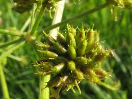 Attēlu rezultāti vaicājumam “Oenanthe aquatica flower”
