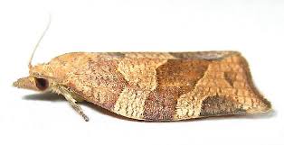 Attēlu rezultāti vaicājumam “Pandemis”