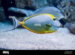 Image result for Naso lituratus