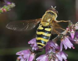 Attēlu rezultāti vaicājumam “Rhopalosiphum oxyacanthae”