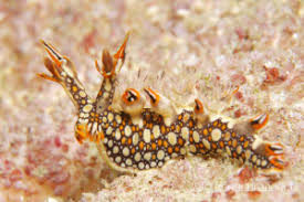 ผลการค้นหารูปภาพสำหรับ Bornella Anguilla