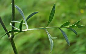 Attēlu rezultāti vaicājumam “Daucus carota subsp. carota leaf”