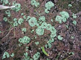 Attēlu rezultāti vaicājumam “Riccia cavernosa”