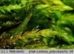 Attēlu rezultāti vaicājumam “Leskea polycarpa”