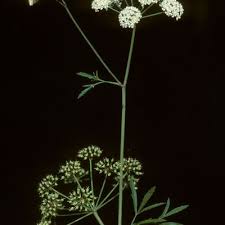 Attēlu rezultāti vaicājumam “Cicuta virosa leaf”