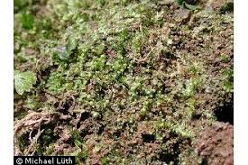 Attēlu rezultāti vaicājumam “Calypogeia fissa”