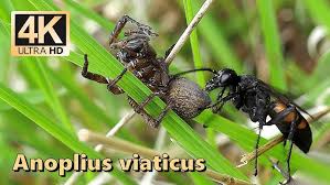 Attēlu rezultāti vaicājumam “Anoplius viaticus”