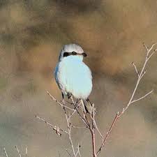 Attēlu rezultāti vaicājumam “Lanius excubitor adult”