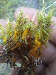 Attēlu rezultāti vaicājumam “Dicranum bergeri”