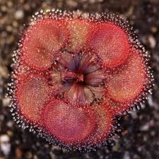 Image result for Drosera