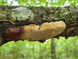 Attēlu rezultāti vaicājumam “Dichomitus campestris”