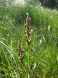 Attēlu rezultāti vaicājumam “Carex disticha”