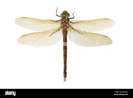 Attēlu rezultāti vaicājumam “Aeshna grandis”