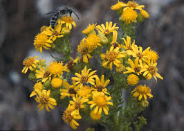 Attēlu rezultāti vaicājumam “Jacobaea vulgaris”