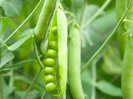 Image result for Erbsen