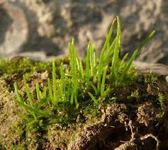 Attēlu rezultāti vaicājumam “Tritomaria exsectiformis cells”