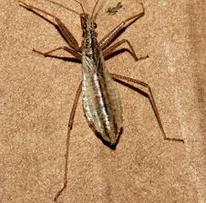 Attēlu rezultāti vaicājumam “Nabis limbatus”