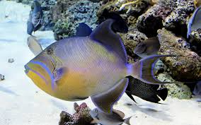 Image result for Balistes vetula