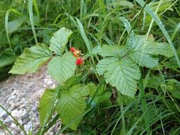 Attēlu rezultāti vaicājumam “Rubus saxatilis fruit”