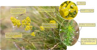 Attēlu rezultāti vaicājumam “Geocrypta galii”