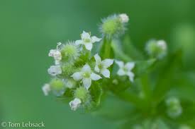 Image result for Galium aparine