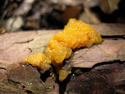 Attēlu rezultāti vaicājumam “Dacrymyces chrysospermus”