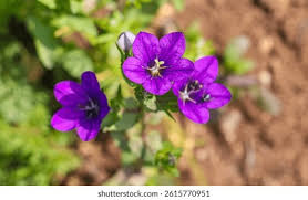 Image result for Legousia speculum-veneris