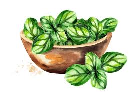 Image result for Basilikum