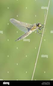 Attēlu rezultāti vaicājumam “Libellula quadrimaculata exuvia”