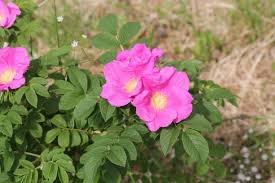 Attēlu rezultāti vaicājumam “Rosa majalis”