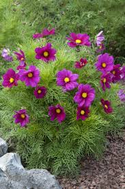 Image result for Cosmos bipinnatus