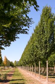 Attēlu rezultāti vaicājumam “Carpinus”