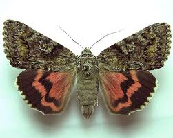 Attēlu rezultāti vaicājumam “Catocala sponsa”