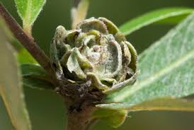 Attēlu rezultāti vaicājumam “Rhabdophaga rosaria”