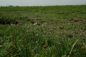 Attēlu rezultāti vaicājumam “Juncus gerardii fruit”