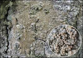 Attēlu rezultāti vaicājumam “Pertusaria coccodes”