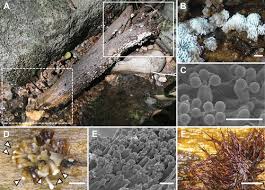 Attēlu rezultāti vaicājumam “Physisporinus sanguinolentus”
