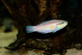 Image result for Scarus taeniopterus