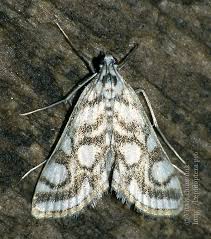 Attēlu rezultāti vaicājumam “Nymphula nitidulata”