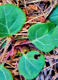 Attēlu rezultāti vaicājumam “Pyrola chlorantha leaf”