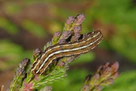 Attēlu rezultāti vaicājumam “Lycophotia porphyrea”