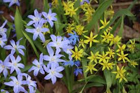 Attēlu rezultāti vaicājumam “Gagea lutea flower”