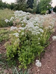 Image result for Valeriana officinalis