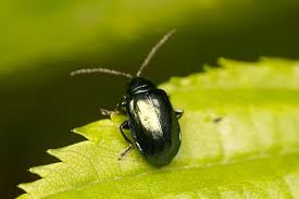 Attēlu rezultāti vaicājumam “Altica sp.”